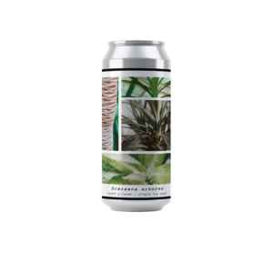 Greenhouse Dracaena Arborea